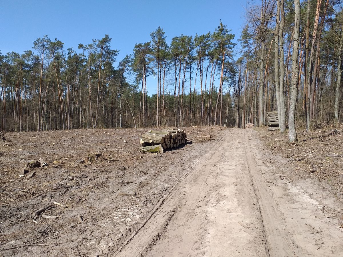 Poszedł do lasu i się przeraził. „Jedna ścieżka zdewastowana, druga zamknięta przez wycinkę”