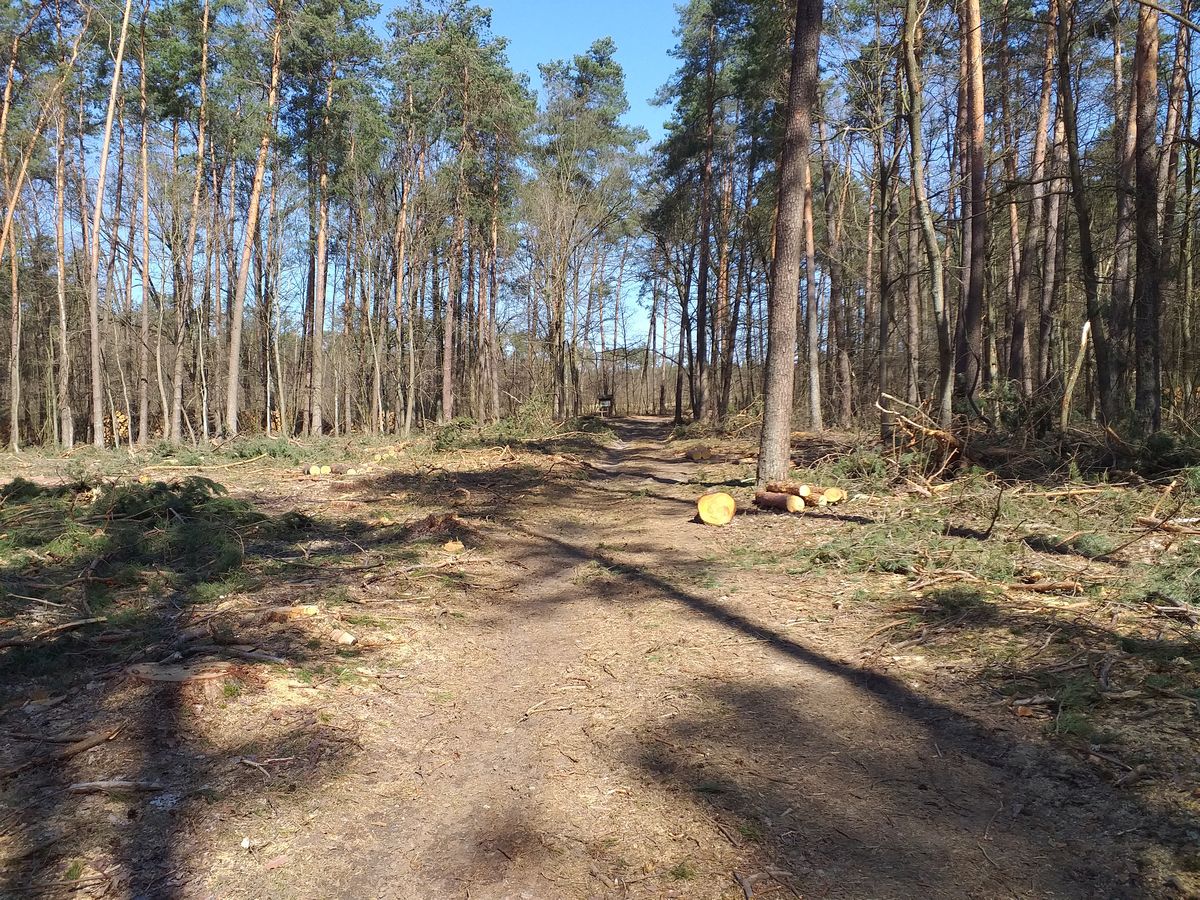 Poszedł do lasu i się przeraził. „Jedna ścieżka zdewastowana, druga zamknięta przez wycinkę”