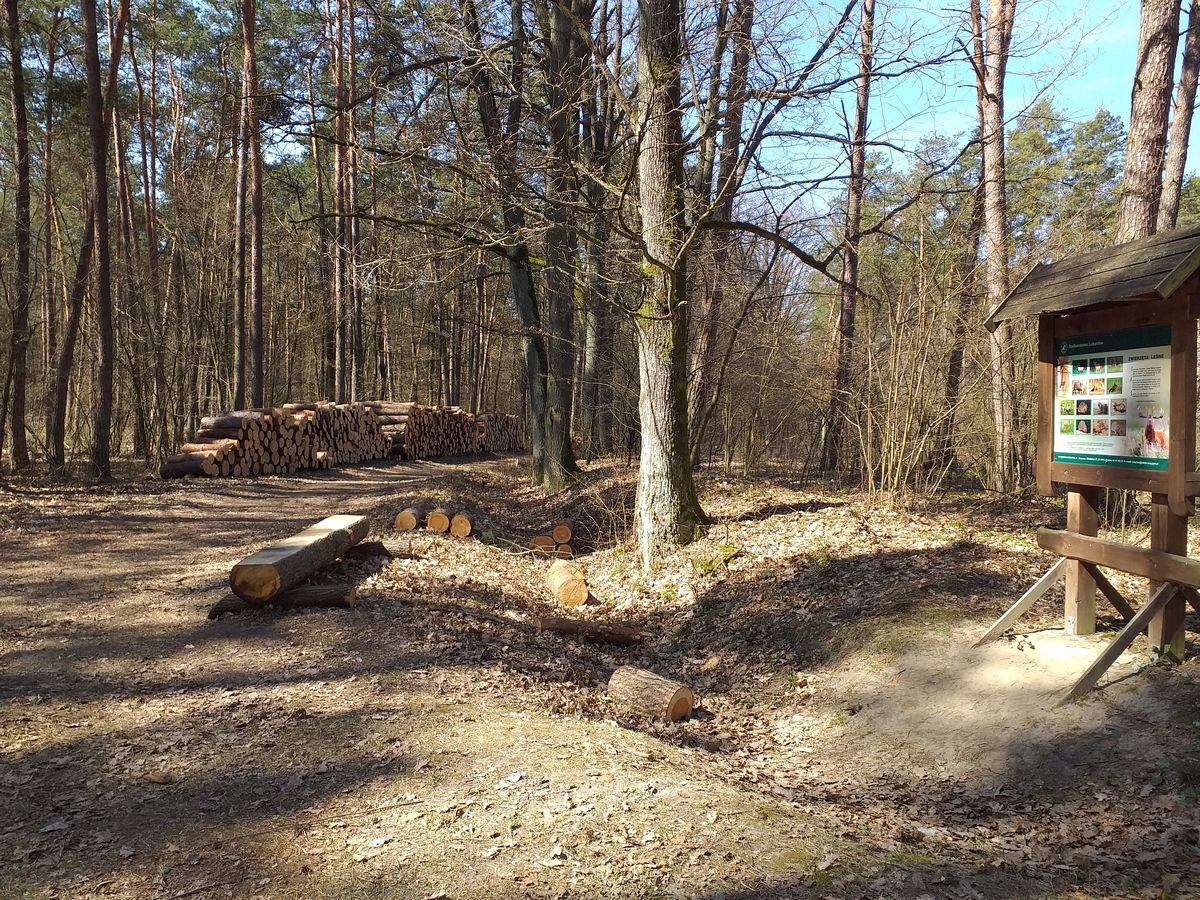 Poszedł do lasu i się przeraził. „Jedna ścieżka zdewastowana, druga zamknięta przez wycinkę”