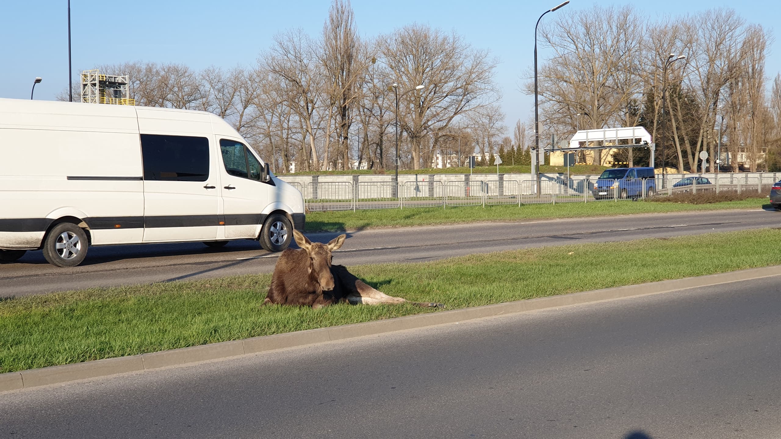 Zderzenie auta osobowego z łosiem w Lublinie. Duże utrudnienia w ruchu na al. Witosa (wideo, zdjęcia)