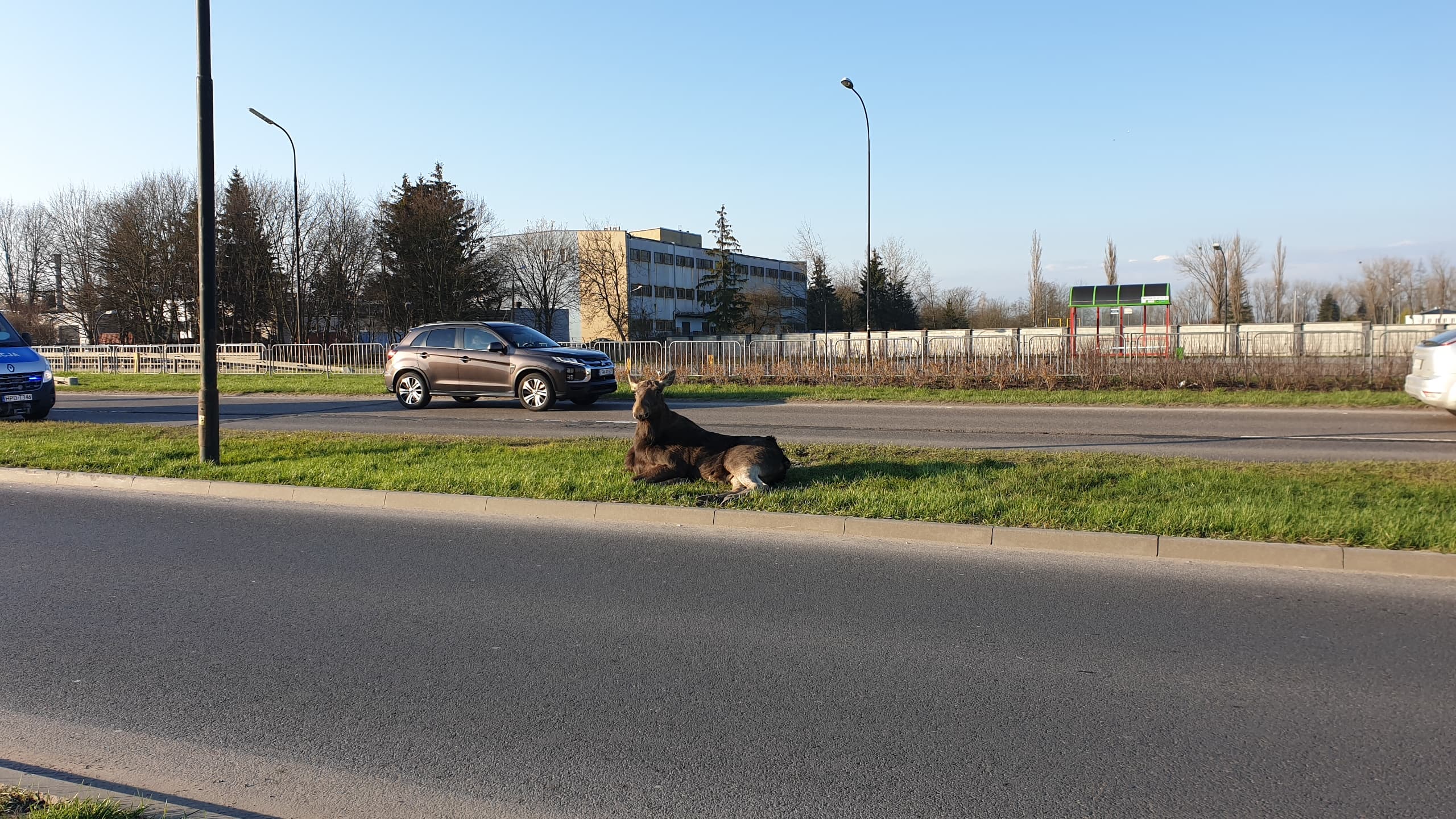 Zderzenie auta osobowego z łosiem w Lublinie. Duże utrudnienia w ruchu na al. Witosa (wideo, zdjęcia)