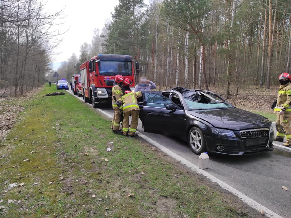 Zderzenie audi z łosiem, dwie osoby poszkodowane. Są utrudnienia w ruchu (zdjęcia)