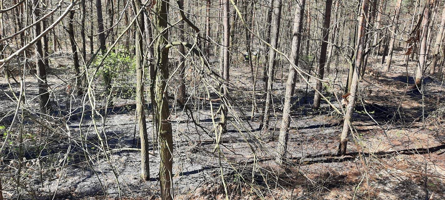 Strażacy gasili pożar lasu. Spłonęło 30 arów ściółki leśnej