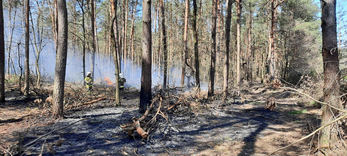Strażacy gasili pożar lasu. Spłonęło 30 arów ściółki leśnej