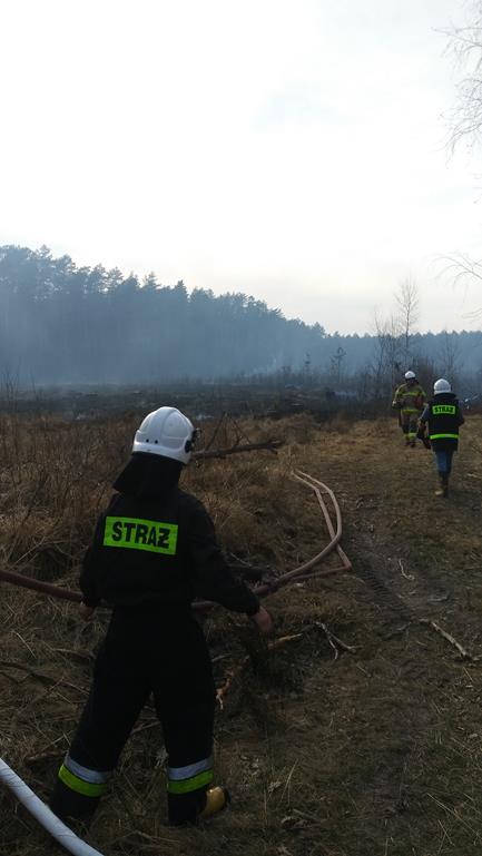 Pożar lasu w Nadleśnictwie Włodawa. Akcja gaśnicza prowadzona była z ziemi i powietrza (zdjęcia)