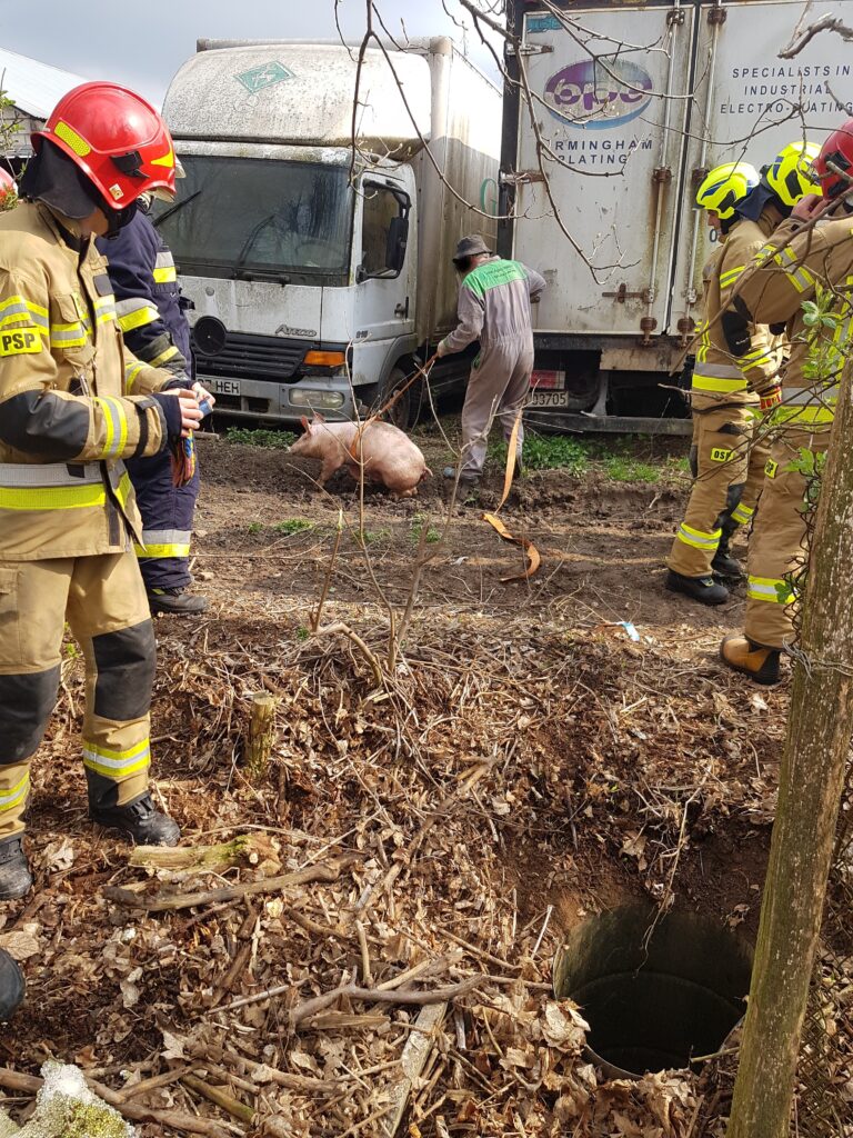 Strażacy uratowali świnię uwięzioną w studzience (zdjęcia)