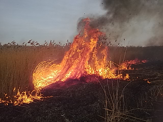 Plaga pożarów traw. W jednym powiecie przez pół miesiąca spłonęło ponad 5 hektarów nieużytków