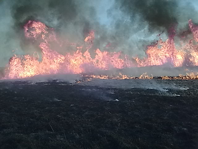 Plaga pożarów traw. W jednym powiecie przez pół miesiąca spłonęło ponad 5 hektarów nieużytków