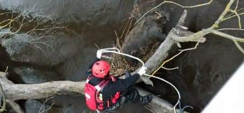Nietypowa akcja radzyńskich strażaków na rzece (zdjęcia)