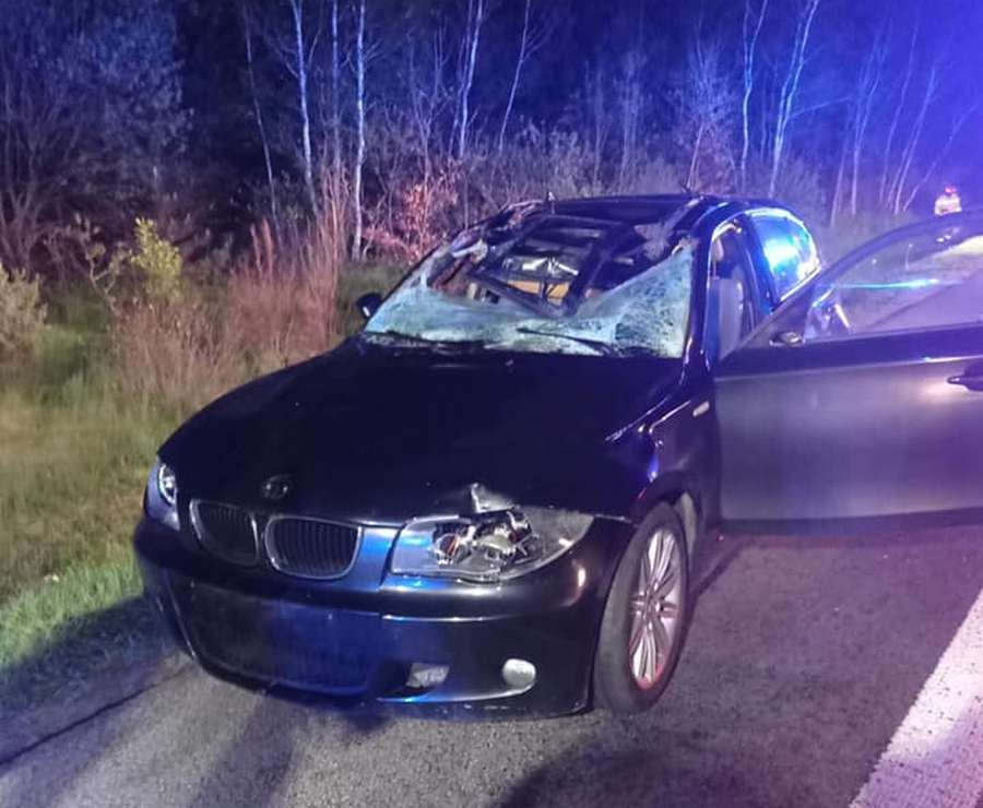 BMW zderzyło się z łosiem. Są utrudnienia w ruchu (zdjęcia)