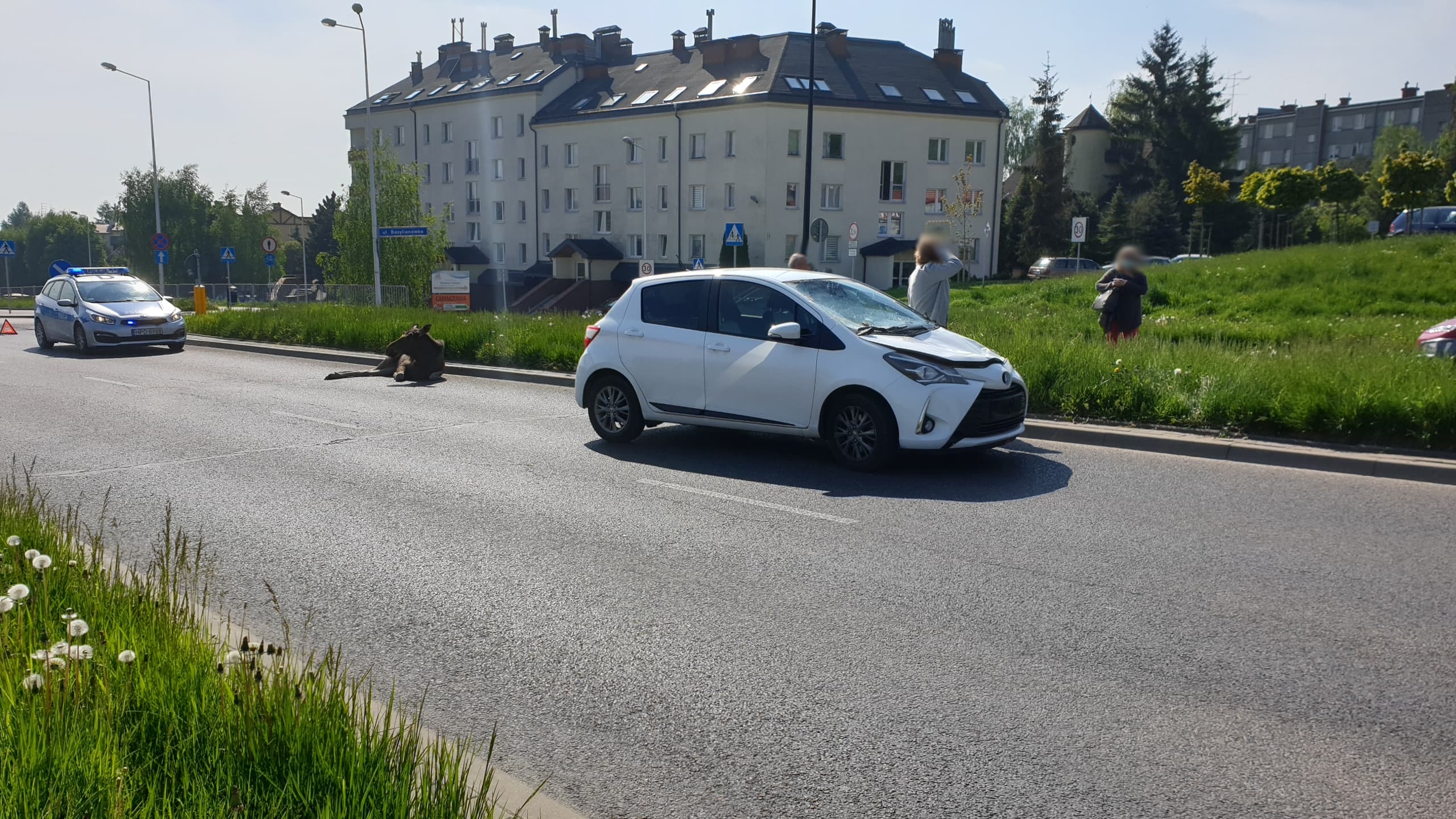 Zderzenie dwóch pojazdów z łosiem na terenie Lublina. Ranne zwierzę leży na ulicy (wideo)