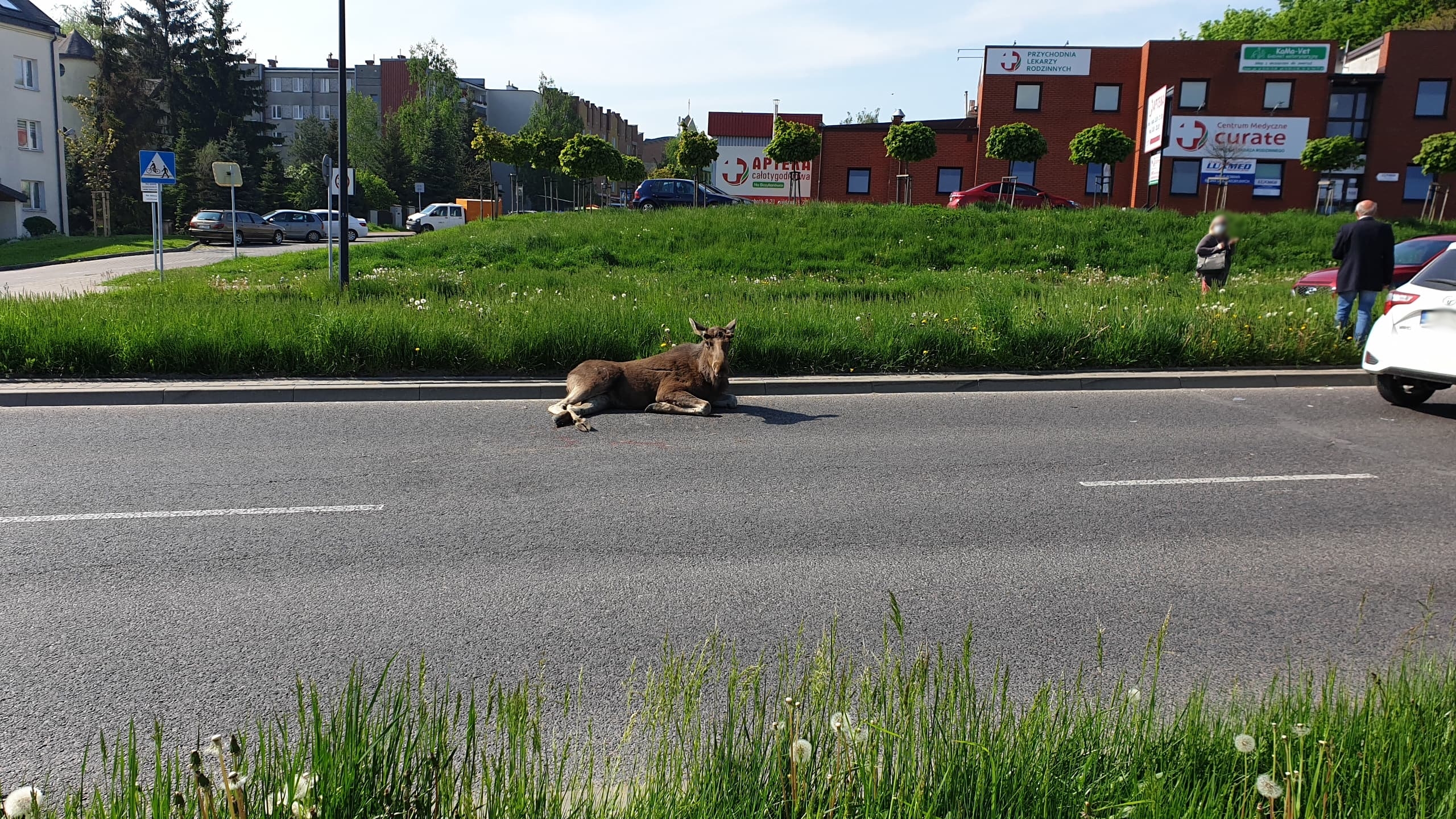 Zderzenie dwóch pojazdów z łosiem na terenie Lublina. Ranne zwierzę leży na ulicy (wideo)