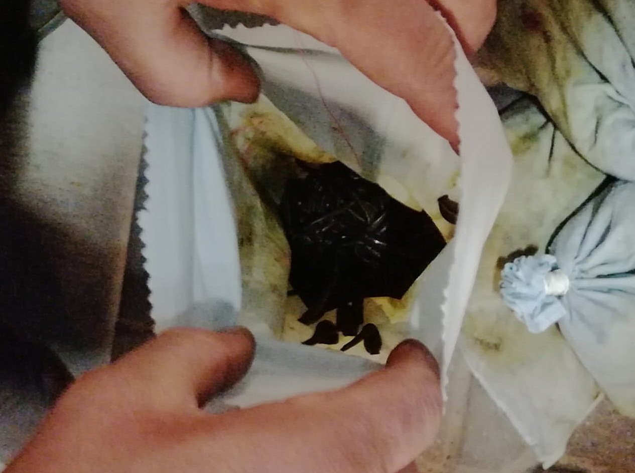 Próbował przemycić przez granicę 14 kg pijawek (zdjęcia)