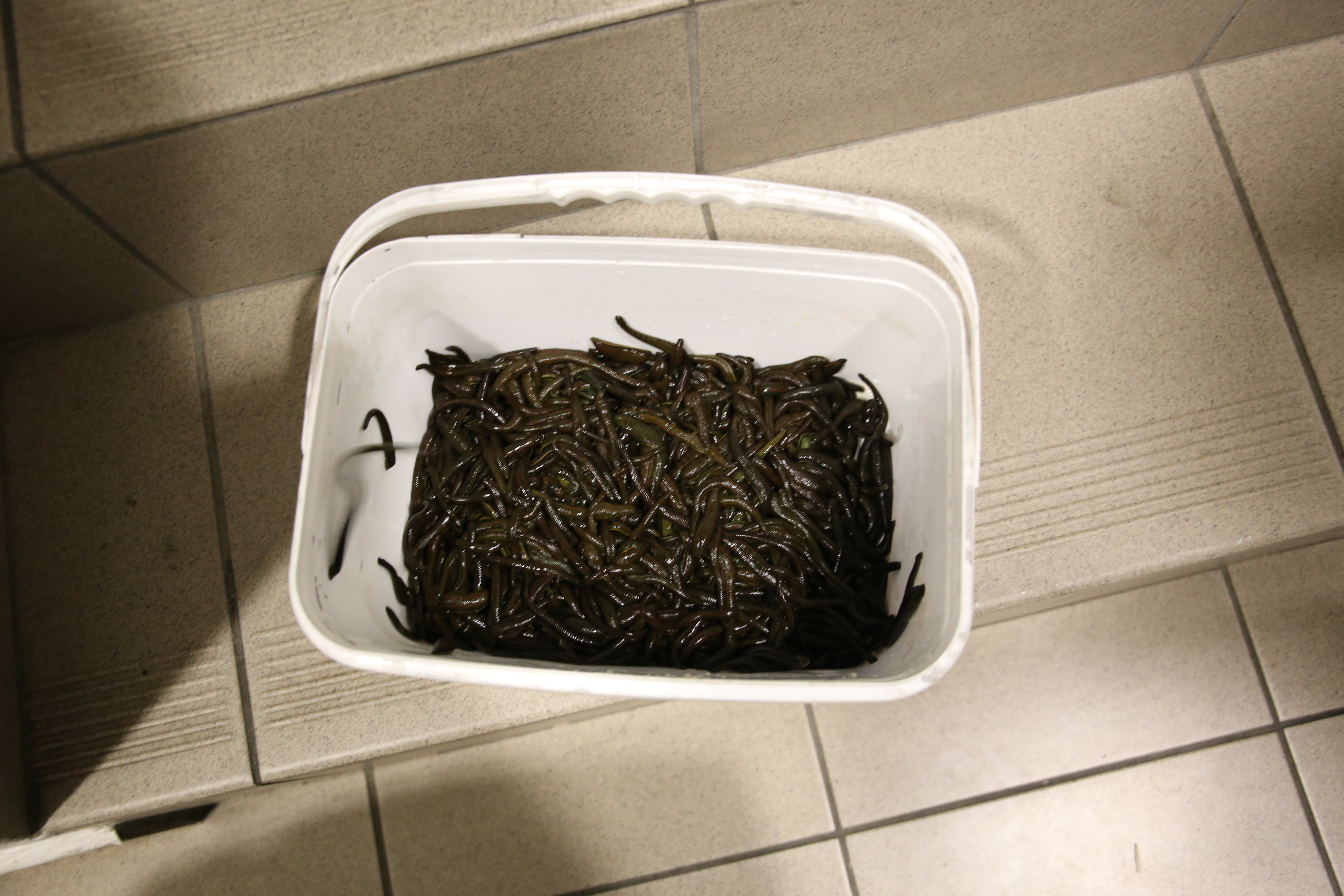 Próbował przemycić przez granicę 14 kg pijawek (zdjęcia)