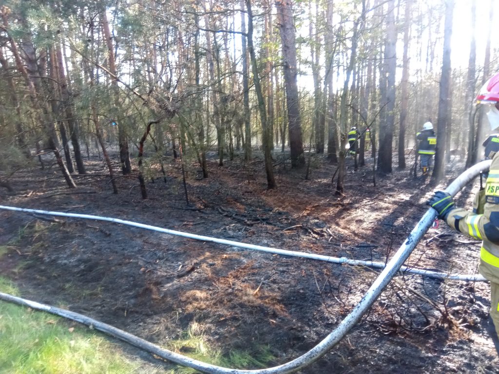 Kilka zastępów straży pożarnej gasiło pożar lasu (zdjęcia)