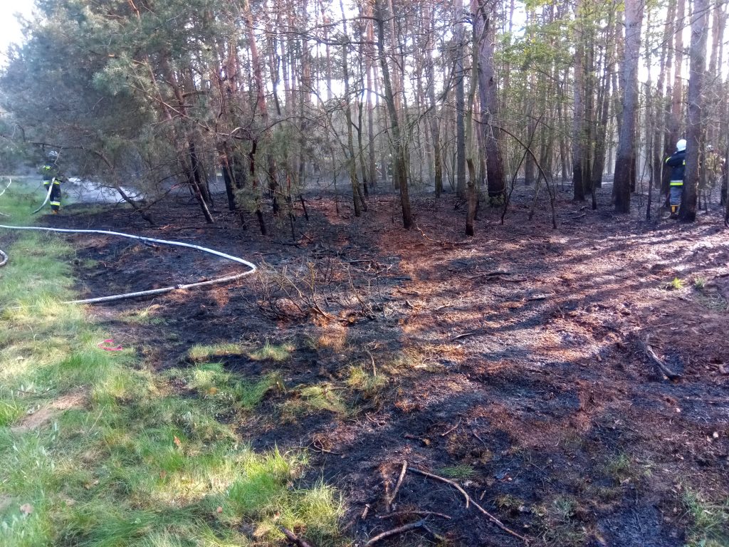 Kilka zastępów straży pożarnej gasiło pożar lasu (zdjęcia)