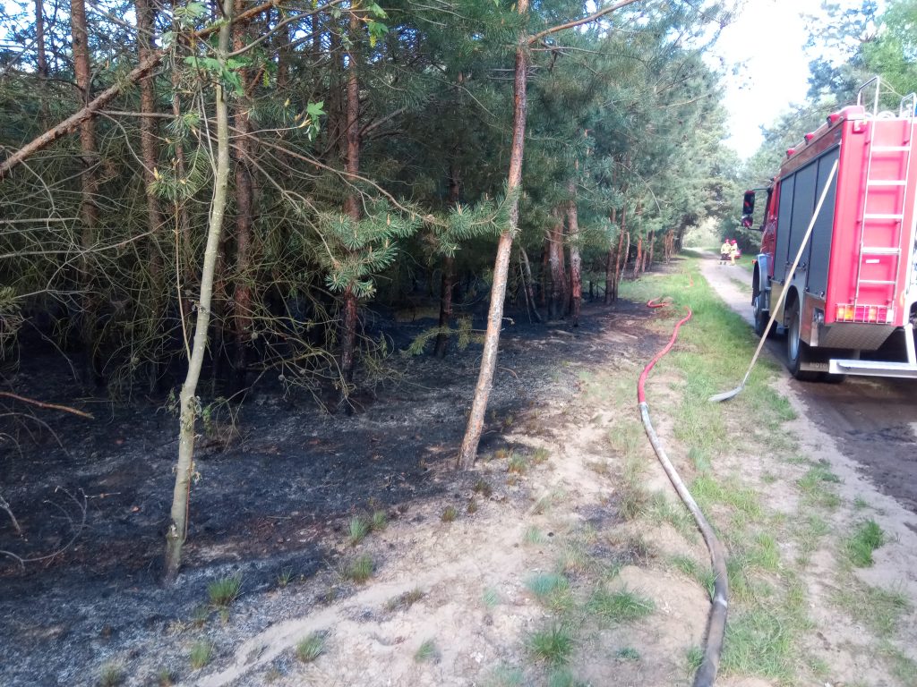 Kilka zastępów straży pożarnej gasiło pożar lasu (zdjęcia)