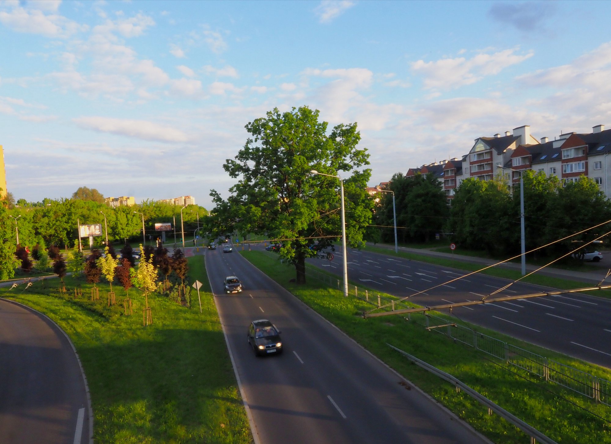 Ma ponad 70 lat, rośnie na pasie zieleni i walczy o tytuł Drzewa Roku 2021