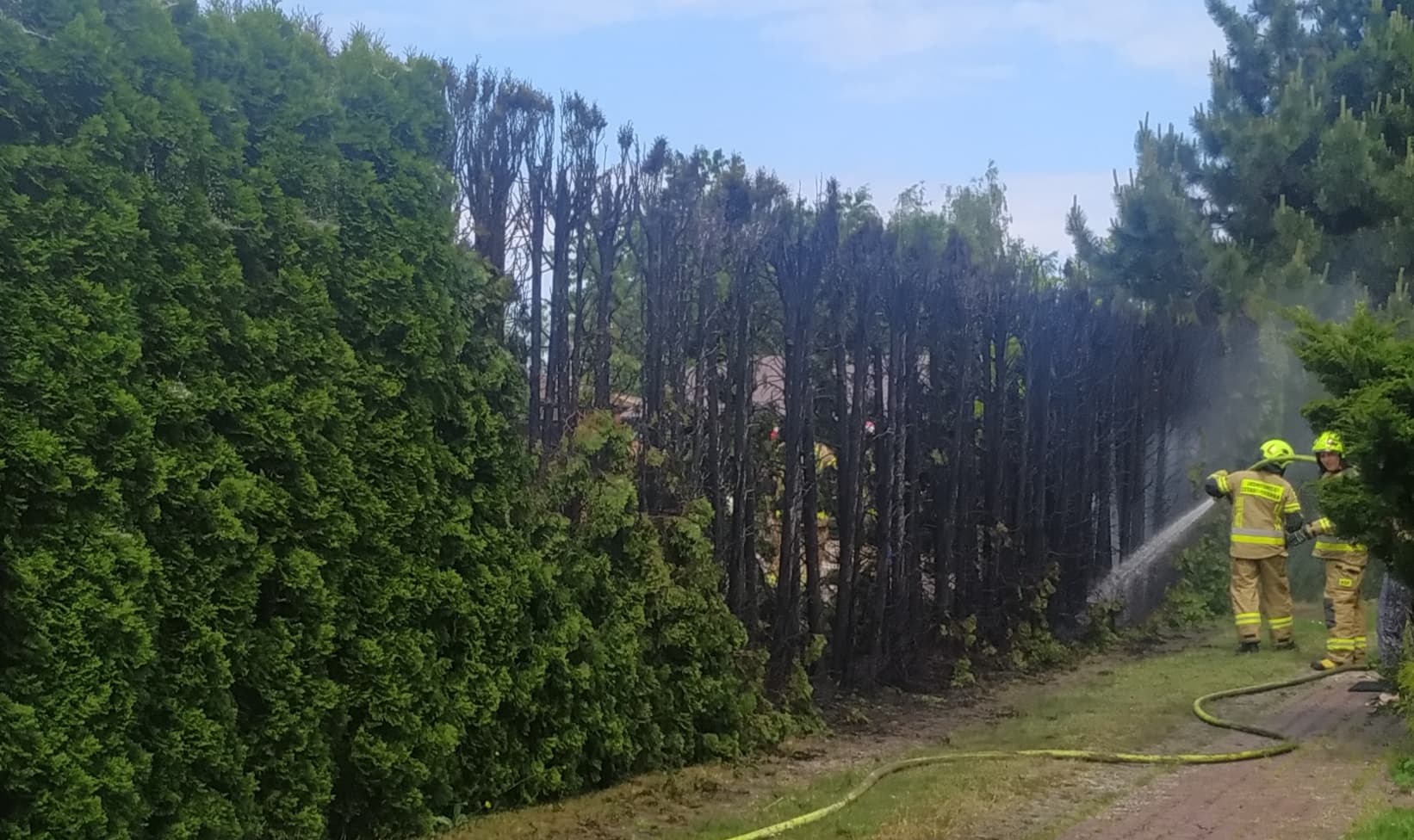 Chciał pozbyć się chwastów, tuje sąsiada stanęły w płomieniach (zdjęcia)