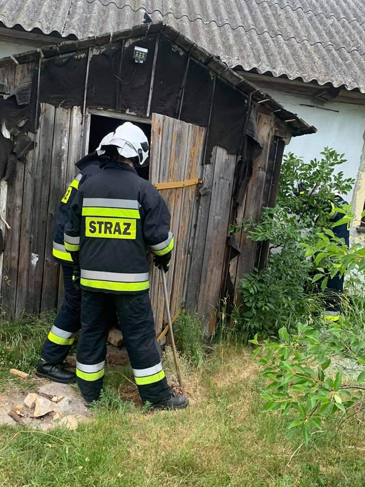 Dostrzegli na posesji „groźnego węża”. Okazał się nim łagodny zaskroniec (zdjęcia)