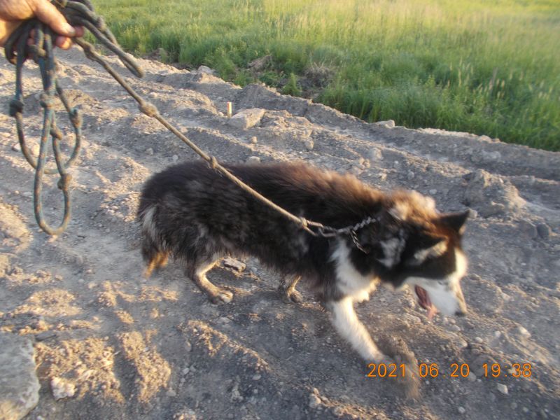 Strażnicy miejscy uratowali uwięzionego psa. „Zwierzę było wycieńczone i słaniało się na nogach” (zdjęcia)