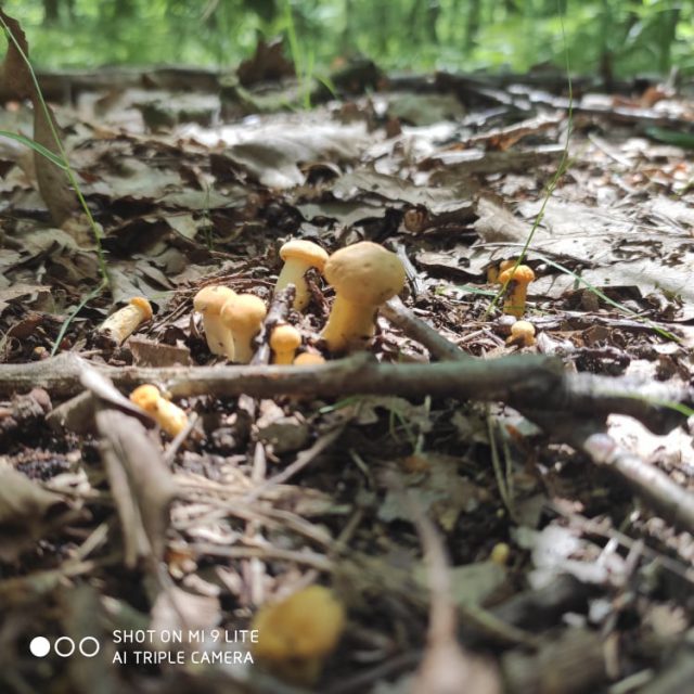 Pasjonaci grzybobrania wyruszyli do lasów. Są już pierwsze kurki i borowiki (zdjęcia)