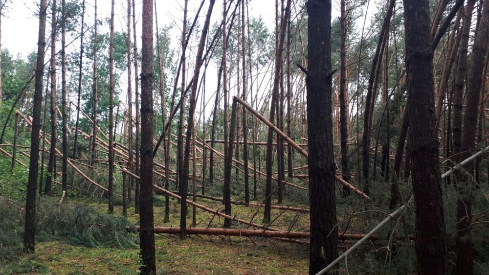 Ogromne straty w lasach regionu po wichurach (zdjęcia)