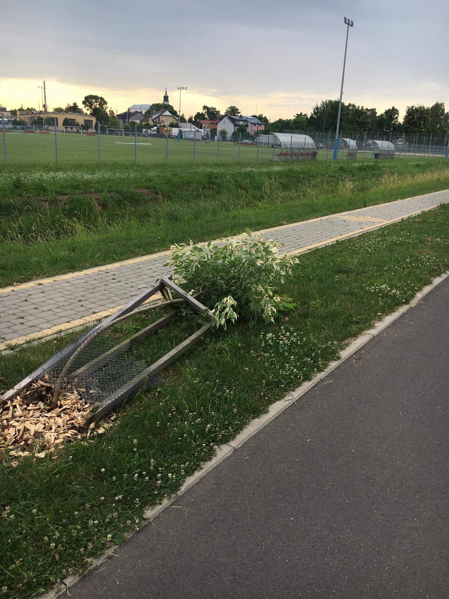 Nowo posadzone drzewa stały się celem wandali. „Ktoś nie dorósł do bycia mieszkańcem miasta” (zdjęcia)