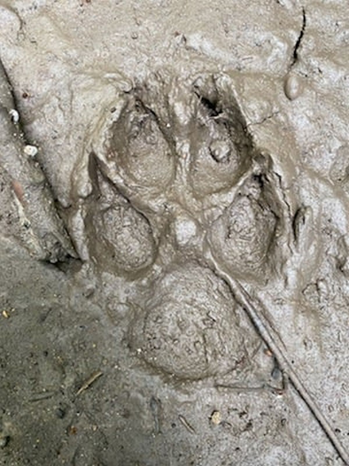 Wilk zawędrował do lubelskiego lasu Dąbrowa? Leśnicy wskazują, że jest to możliwe (foto)