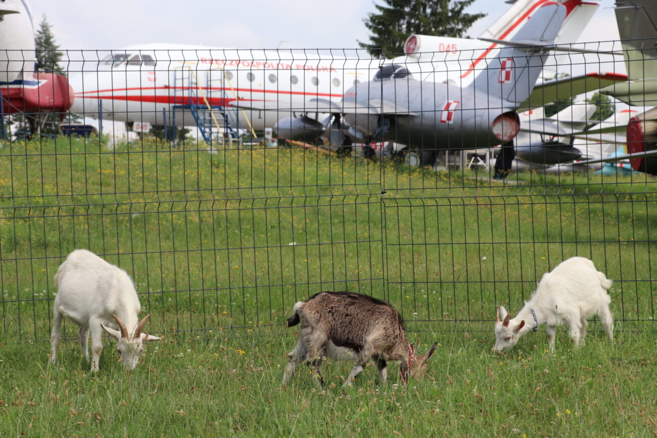 Rogata eskadra zawitała do muzeum. Zamiast kosiarek, o trawę dbają teraz kozy (zdjęcia)