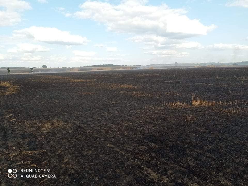 Niebawem miał zbierać plony. Spłonęło 10 ha zboża na pniu, dym widać było w sąsiednim powiecie (zdjęcia)