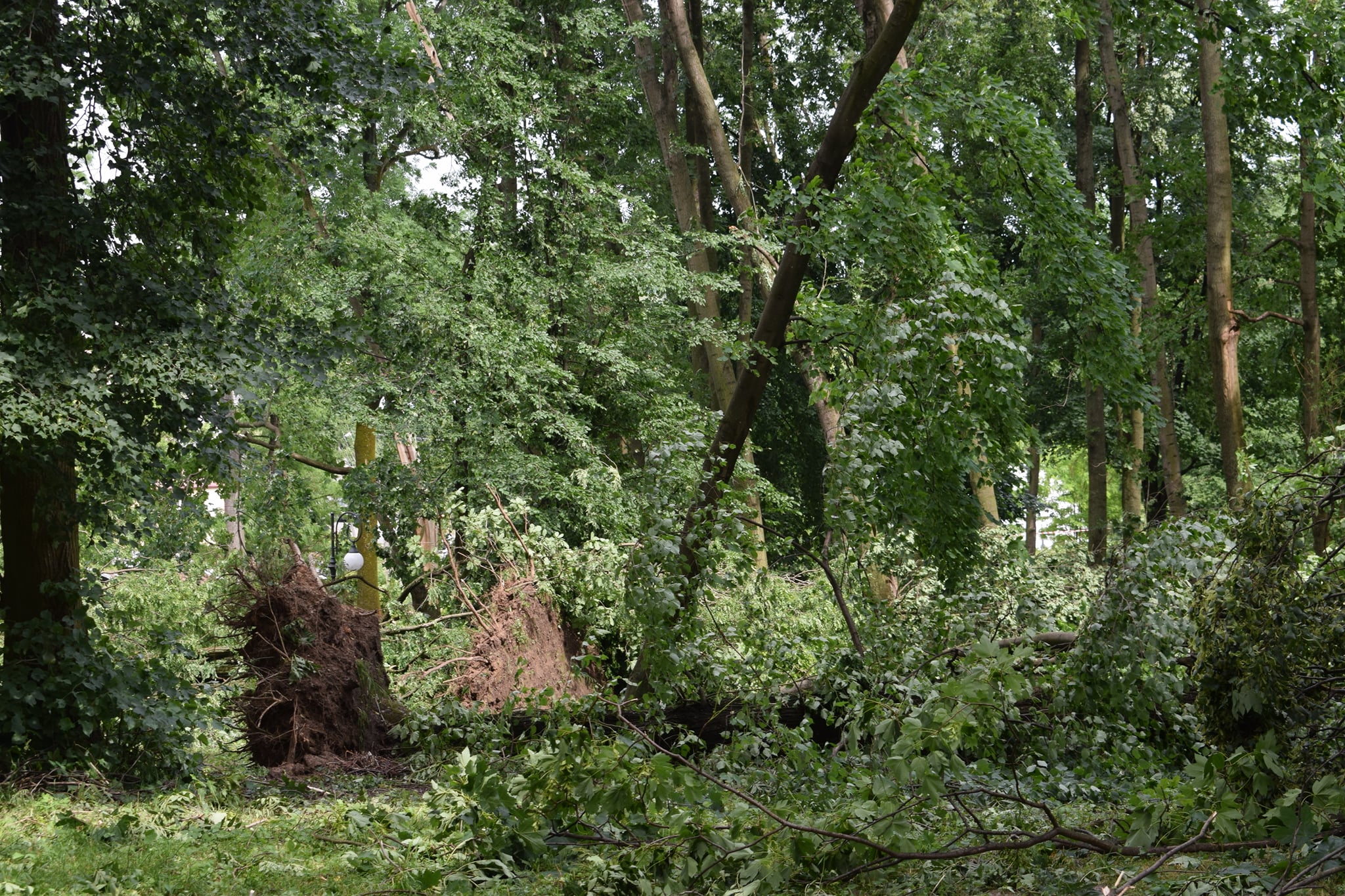 Podliczono uszkodzone drzewa w zabytkowym parku. Straty są ogromne (zdjęcia)