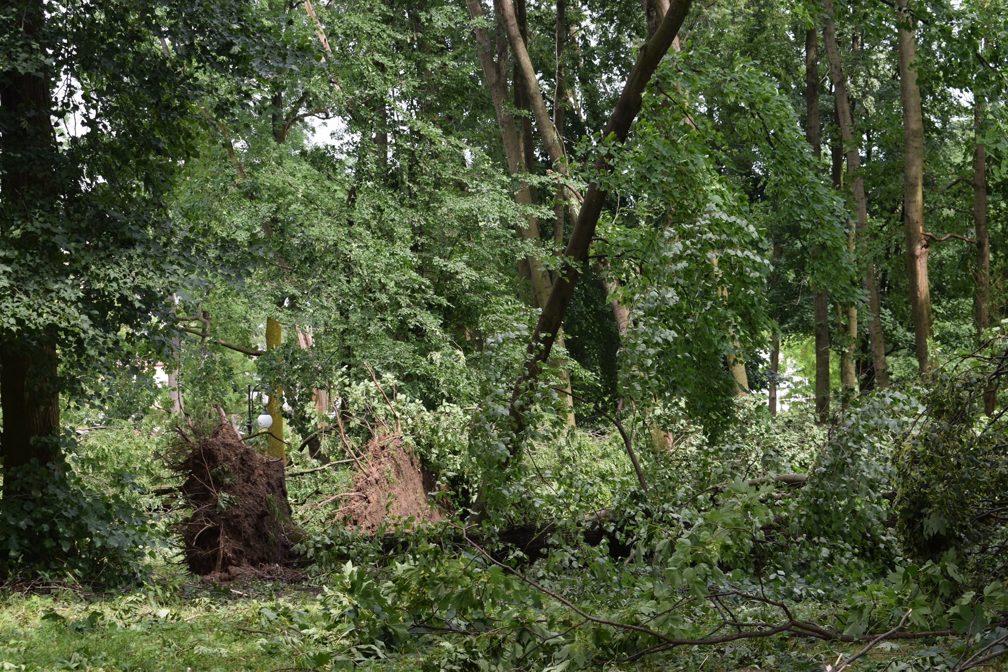 Podliczono uszkodzone drzewa w zabytkowym parku. Straty są ogromne (zdjęcia)