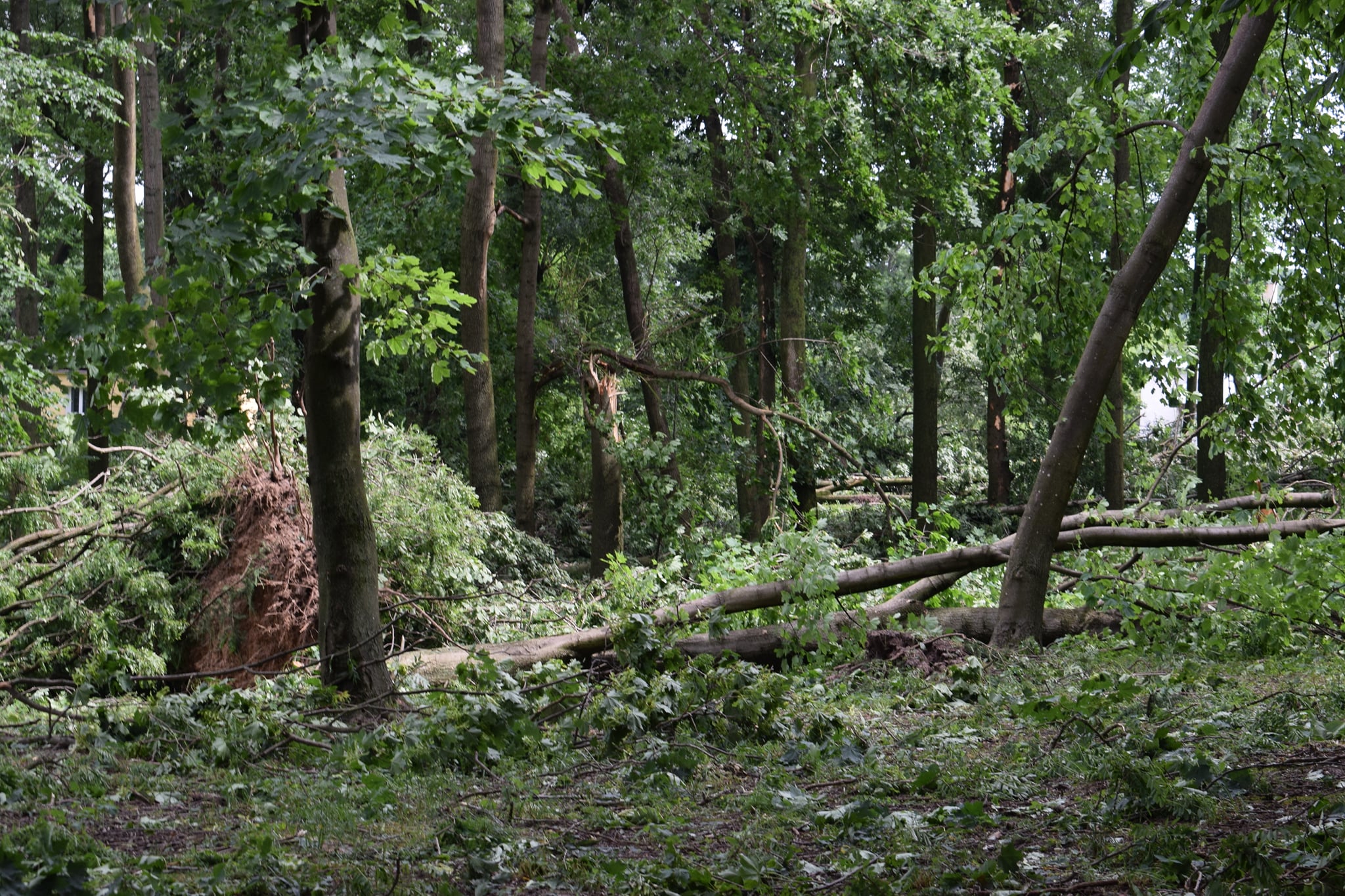 Podliczono uszkodzone drzewa w zabytkowym parku. Straty są ogromne (zdjęcia)