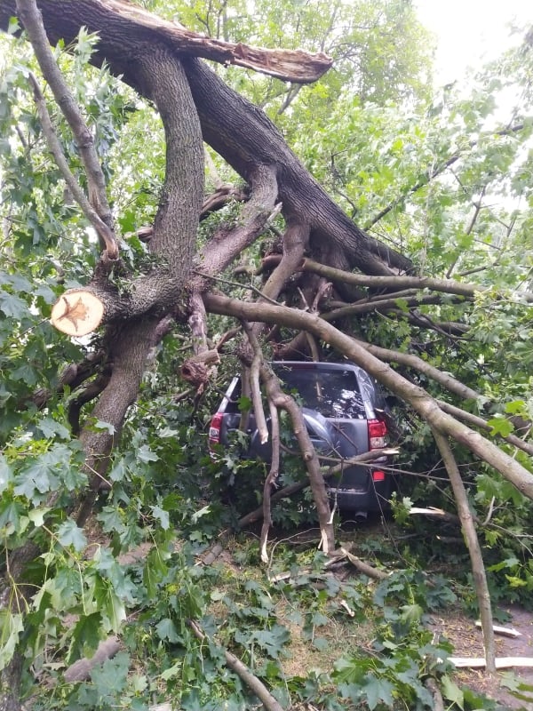 Spróchniały konar runął na zaparkowane auto. Kilkanaście tysięcy strat (zdjęcia)