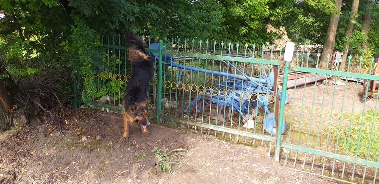 Pies nabił się na pręt ogrodzenia i zawisł. Na pomoc ruszyli strażacy (zdjęcia)