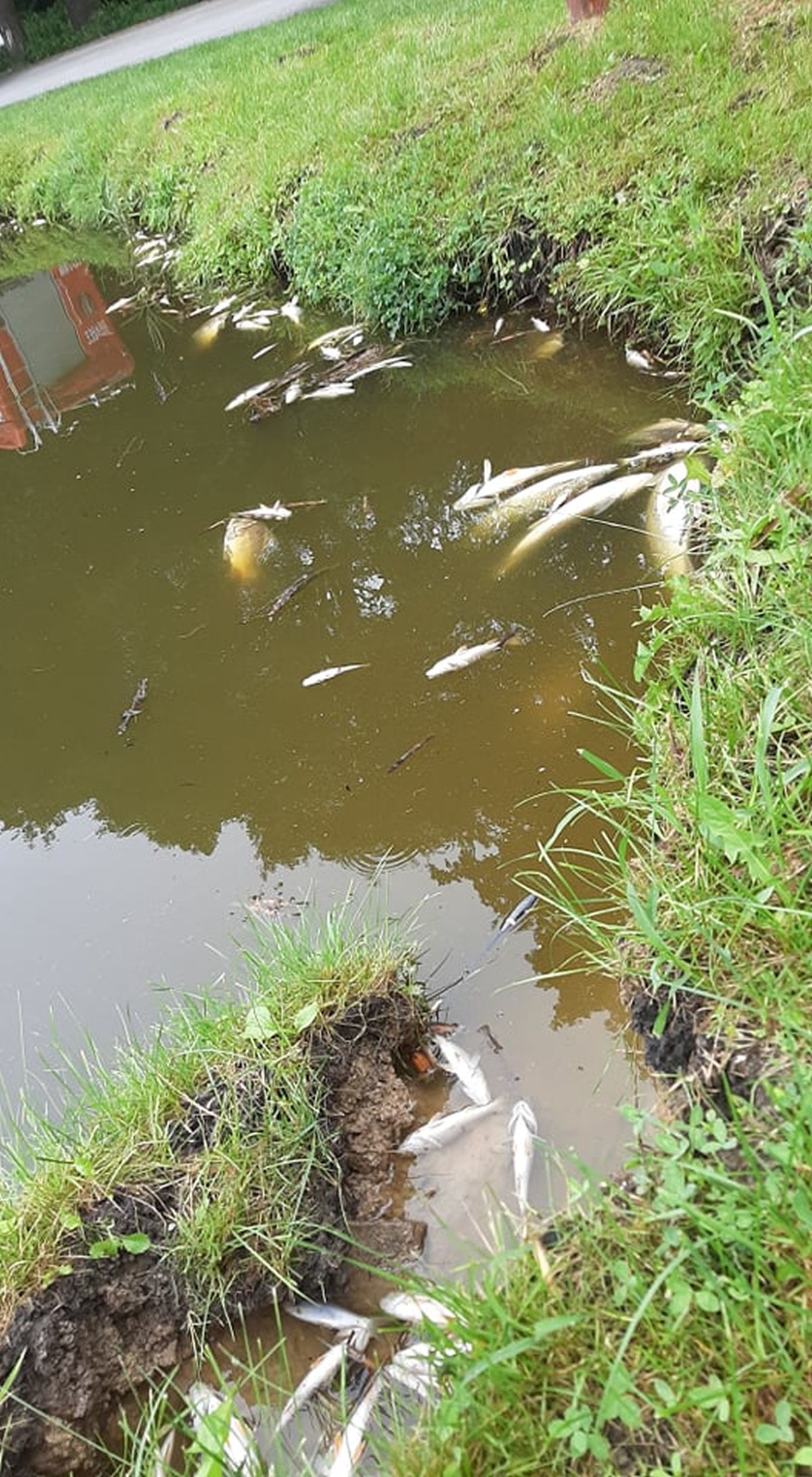 Ryby na łowisku koło Lublina padają jedna za drugą. Wędkarze podejrzewają, że zostały otrute (zdjęcia)