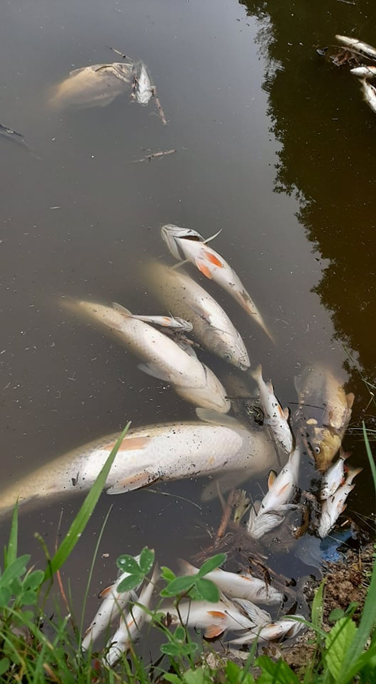 Ryby na łowisku koło Lublina padają jedna za drugą. Wędkarze podejrzewają, że zostały otrute (zdjęcia)