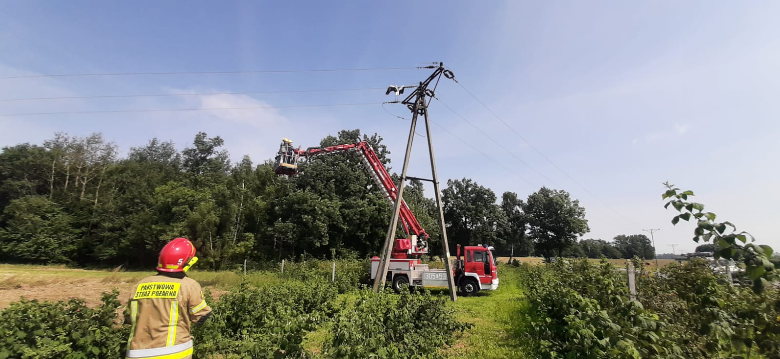 Bocian miał ogromne szczęście. Utknął w linii energetycznej i przeżył (zdjęcia)