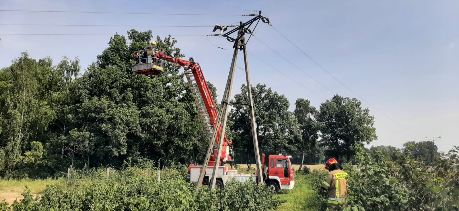 Bocian miał ogromne szczęście. Utknął w linii energetycznej i przeżył (zdjęcia)