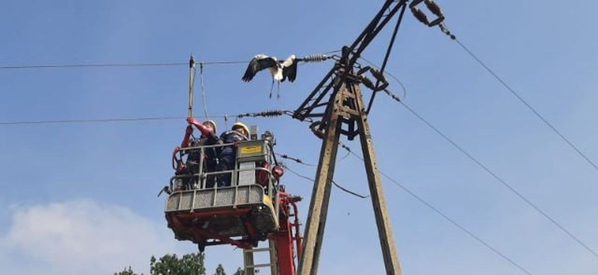 Bocian miał ogromne szczęście. Utknął w linii energetycznej i przeżył (zdjęcia)