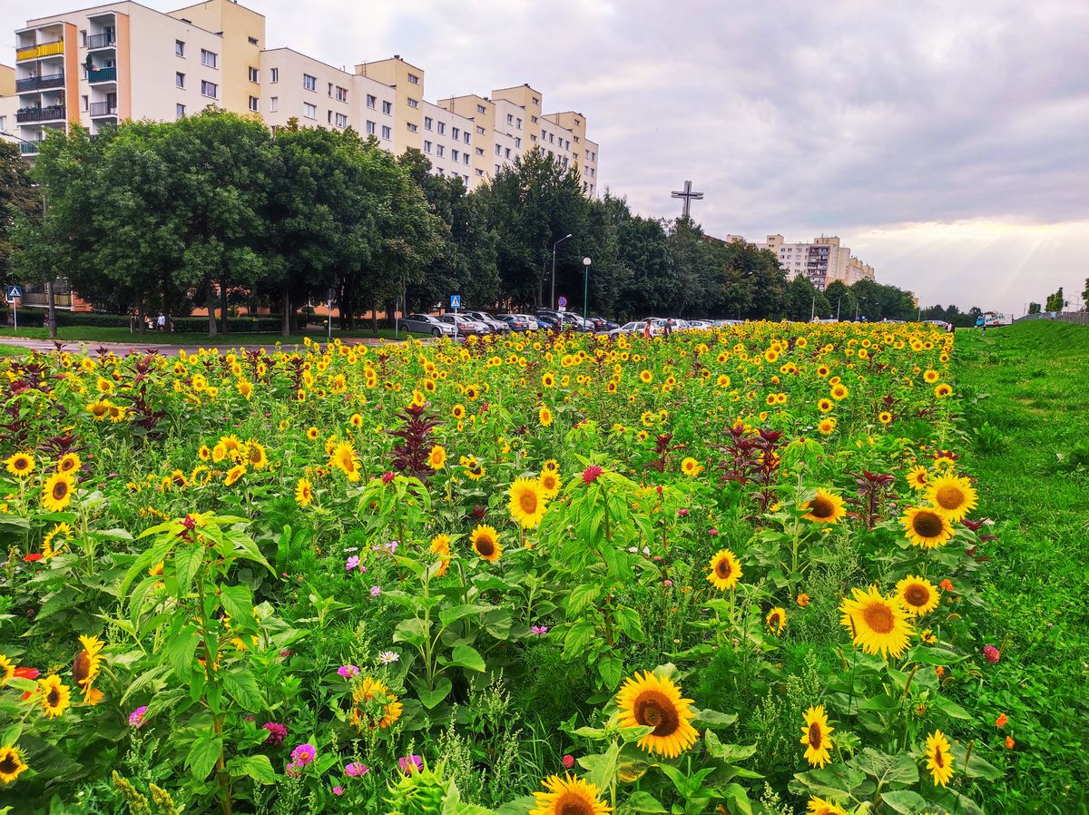 W Lublinie zakwitły słoneczniki. Łąka kwietna budzi zachwyt mieszkańców i przyciąga fotografów (zdjęcia)