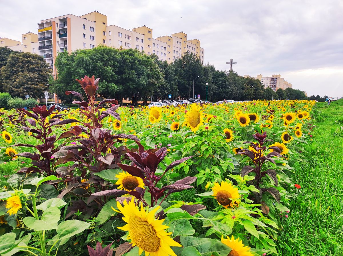 W Lublinie zakwitły słoneczniki. Łąka kwietna budzi zachwyt mieszkańców i przyciąga fotografów (zdjęcia)