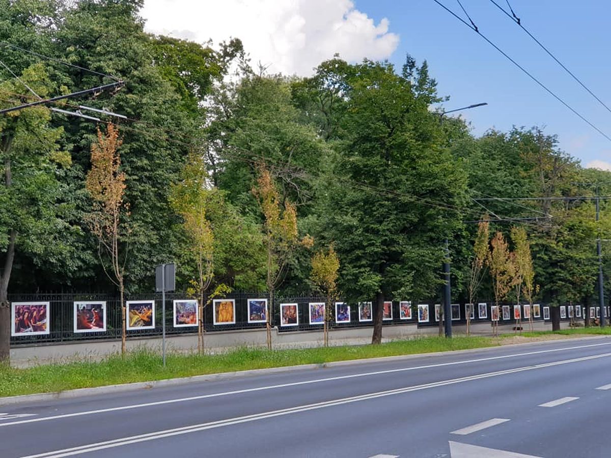 Uschły drzewa posadzone przy Al. Racławickich. Mają być wymienione na nowe (zdjęcia)