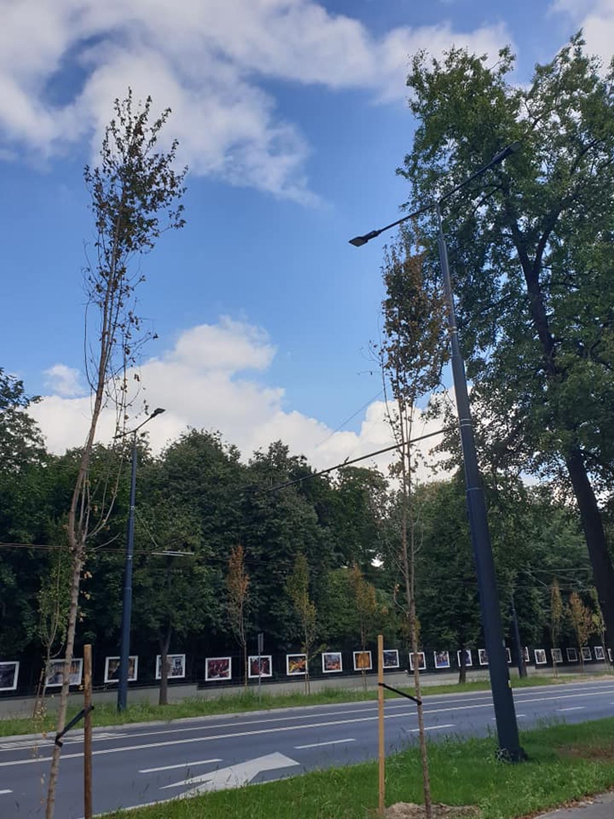 Uschły drzewa posadzone przy Al. Racławickich. Mają być wymienione na nowe (zdjęcia)