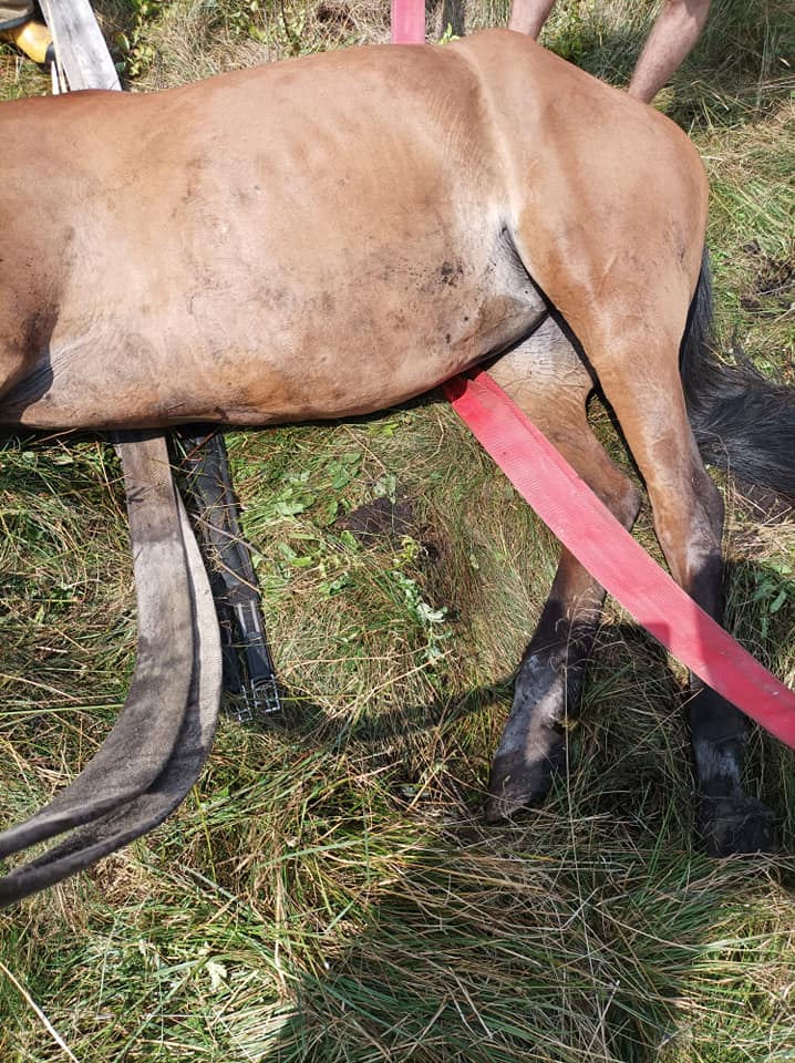 Koń uwięziony w błocie, interweniowali strażacy (zdjęcia)