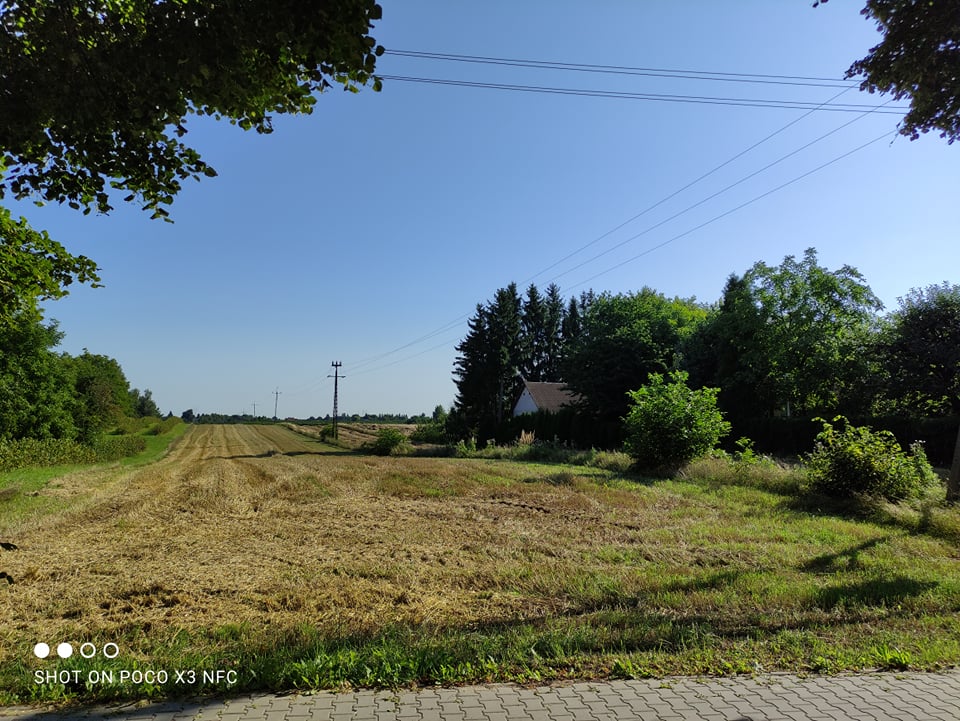 Ktoś ukradł zboże z pola. Apel naszej Czytelniczki o pomoc (zdjęcia)