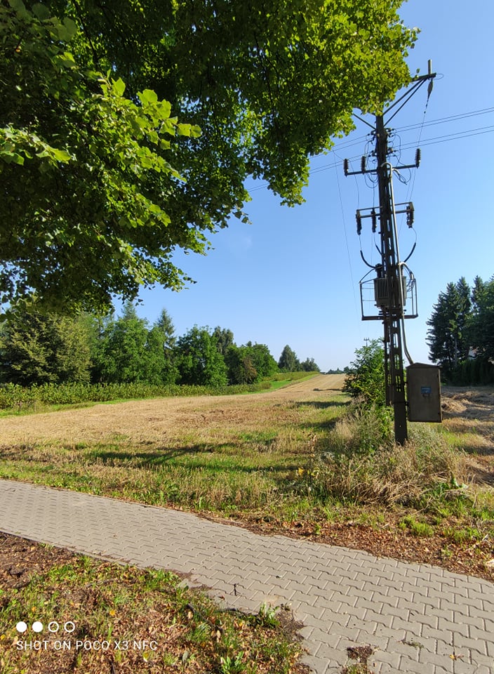 Ktoś ukradł zboże z pola. Apel naszej Czytelniczki o pomoc (zdjęcia)