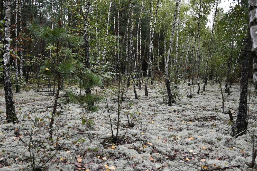 W województwie lubelskim powstał nowy rezerwat przyrody. Chroni bór chrobotkowy