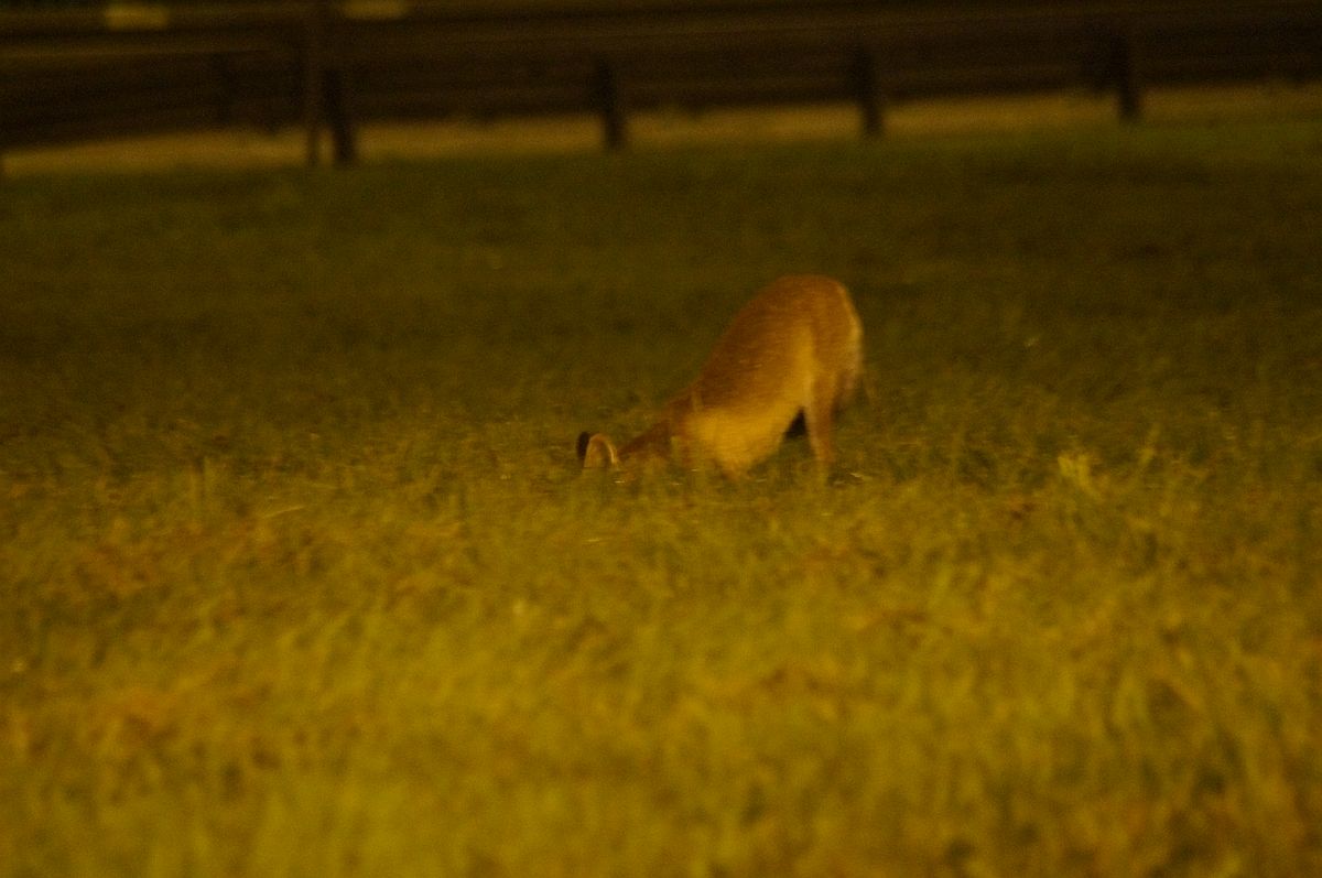 Nocne polowanie lisa na gryzonie na pasie zieleni dzielącym jezdnie (zdjęcia)